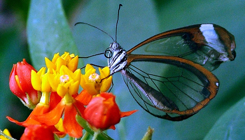 Schmetterling Greta Morgane
